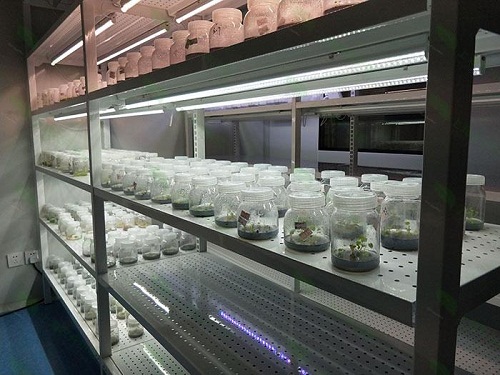丹江口植物组织培养实验室设计建设方案
